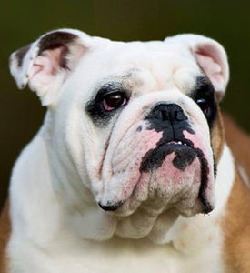 Ollie - English Bulldog