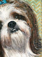 Rhys - Shih-Tzu