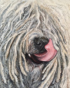 Berry - Komondor