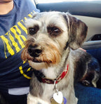 Jake - Schnauzer Mix