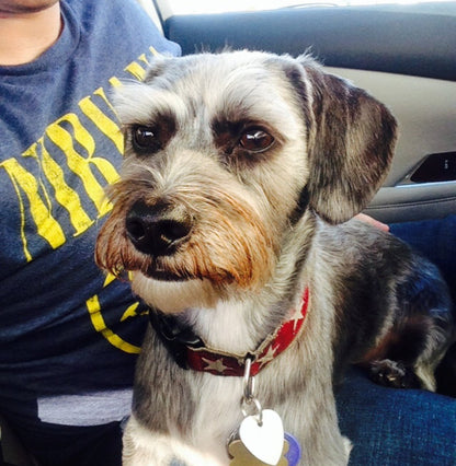 Jake - Schnauzer Mix