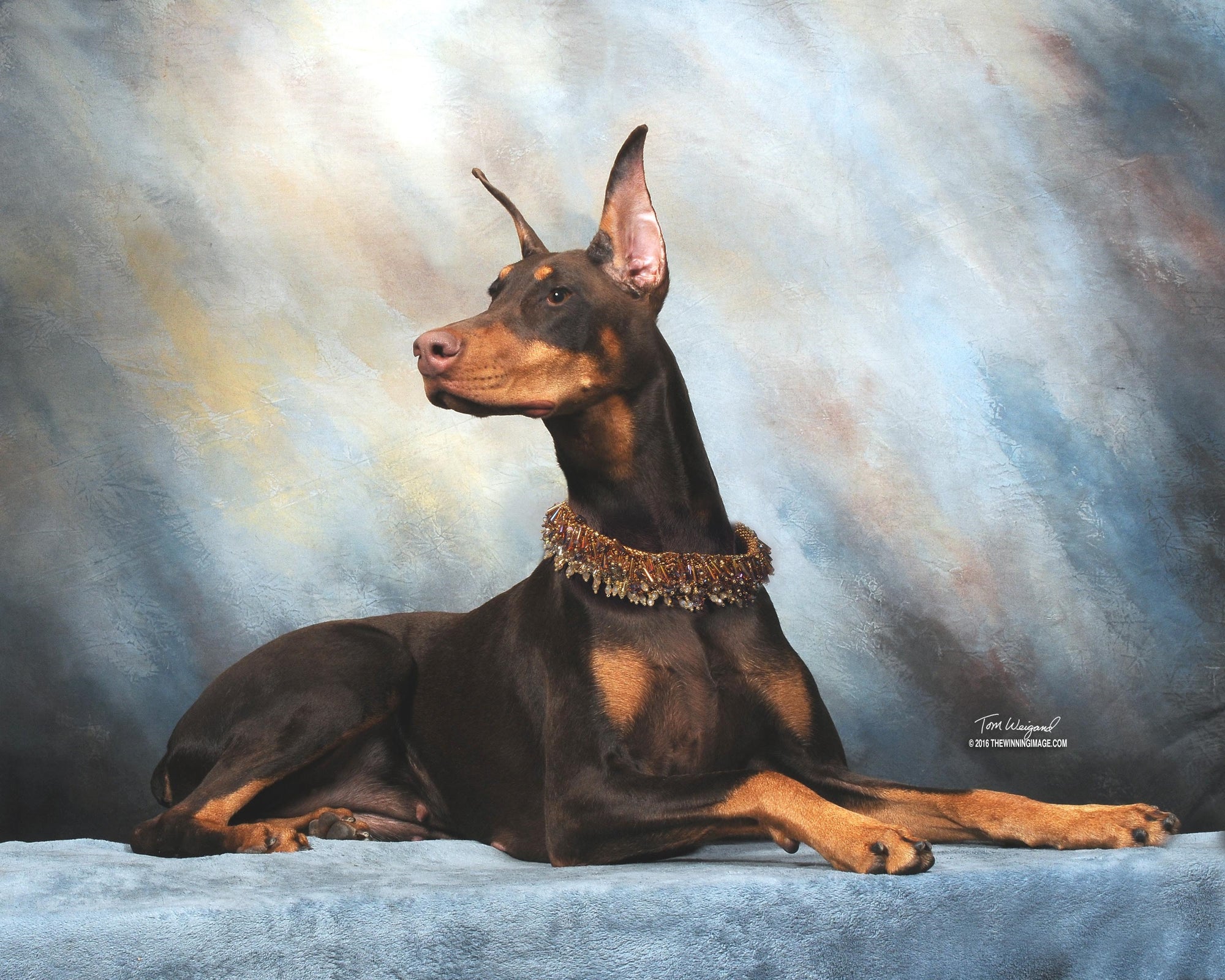 Covergirl - Doberman Pinscher