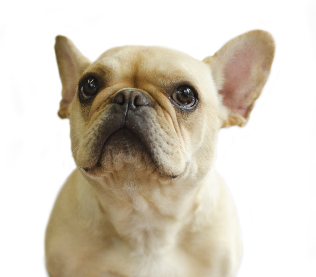 Fifi - French Bulldog