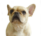 Fifi - French Bulldog
