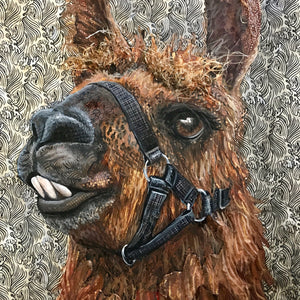 Rojo - Therapy Llama