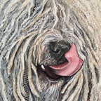 Berry - Komondor