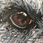 Pepper - Schnauzer