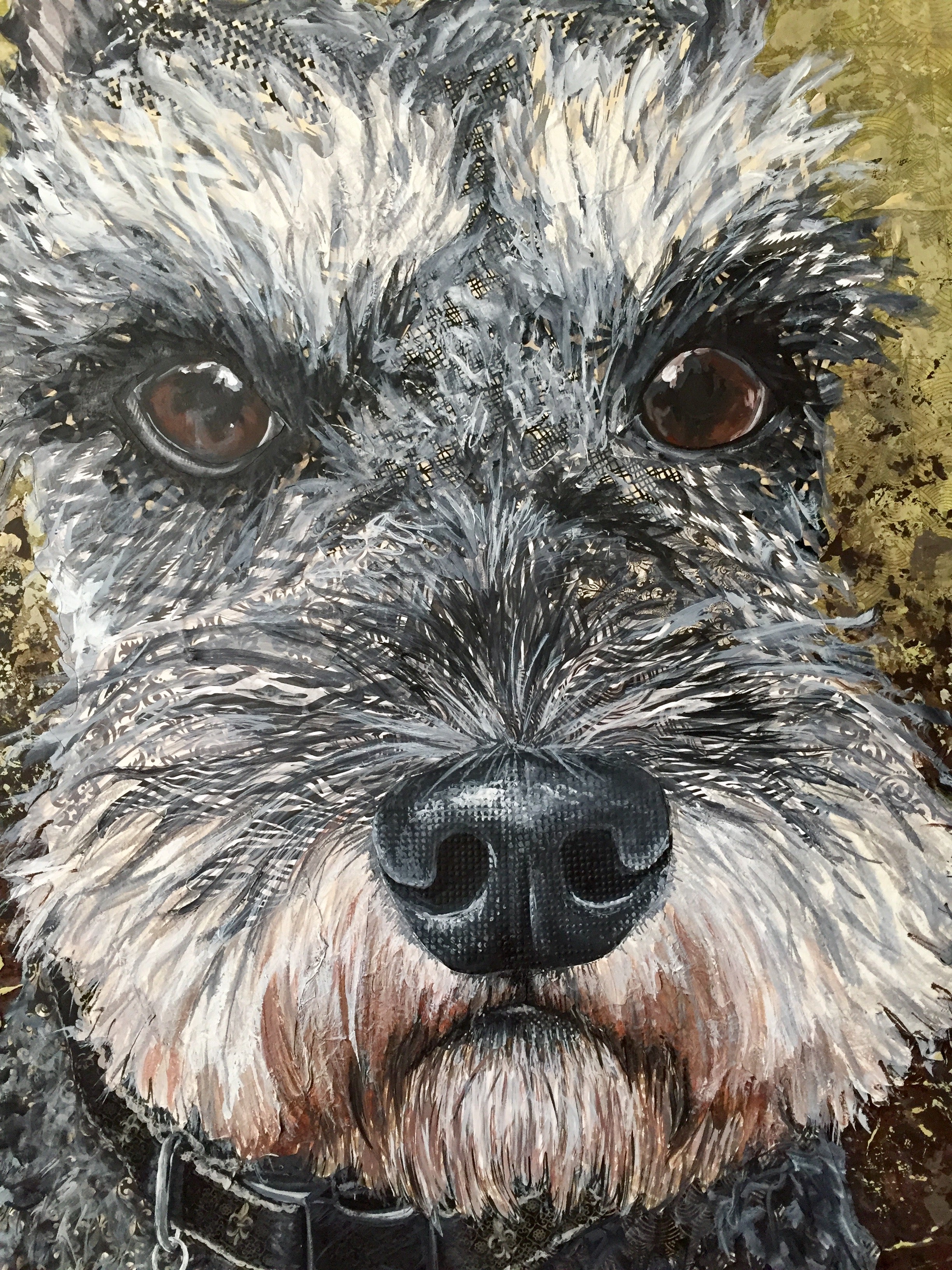Pepper - Schnauzer