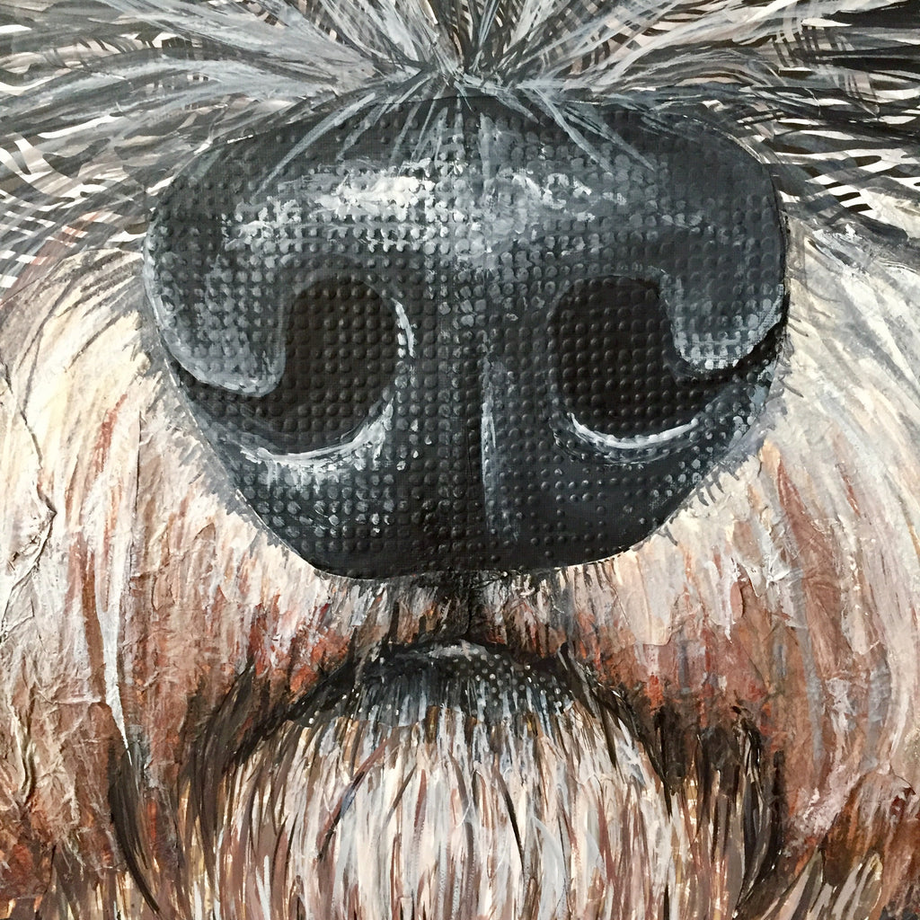 Pepper - Schnauzer