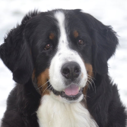 Keda My Heart - Bernese Mountain Dog