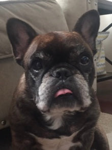 Pickles - French Bulldog