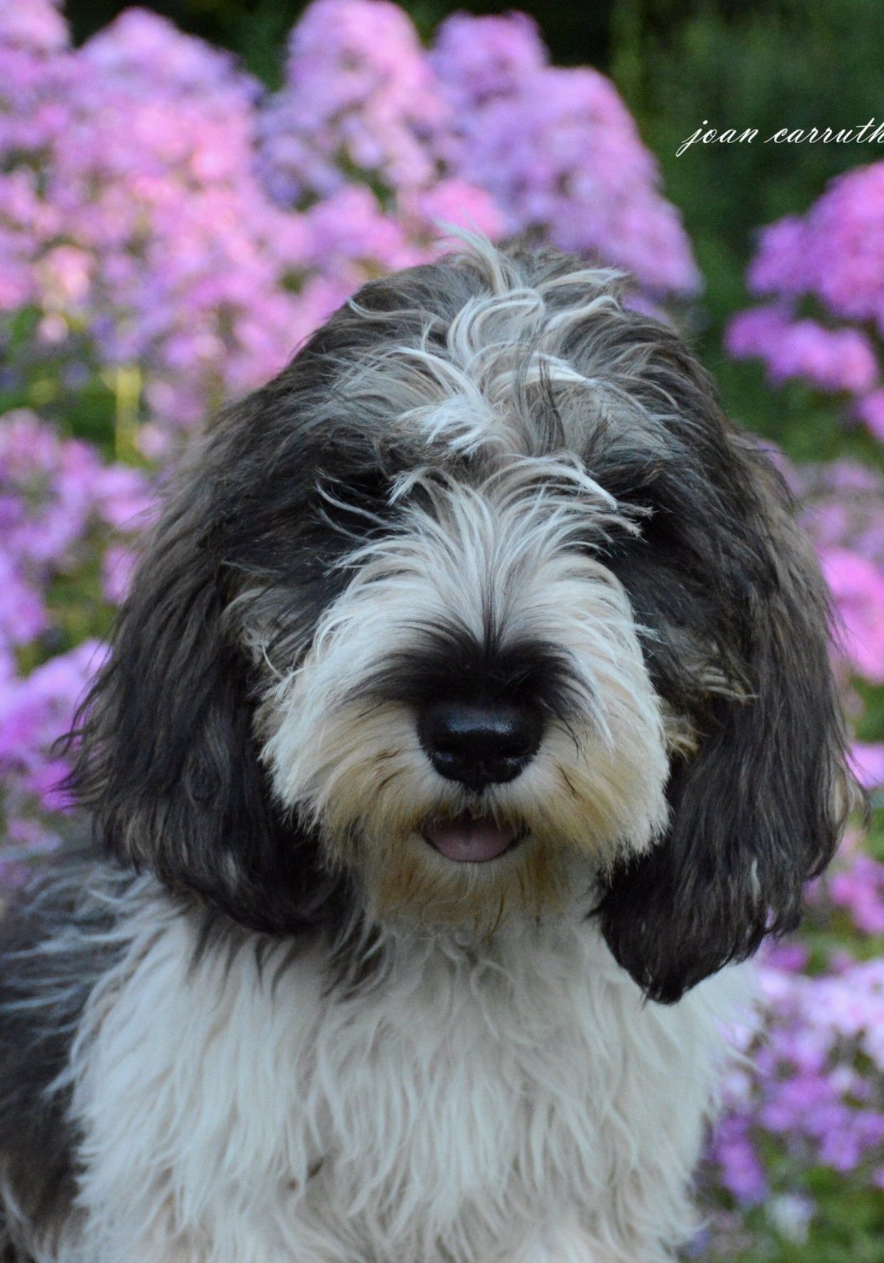 Peyton - PBGV