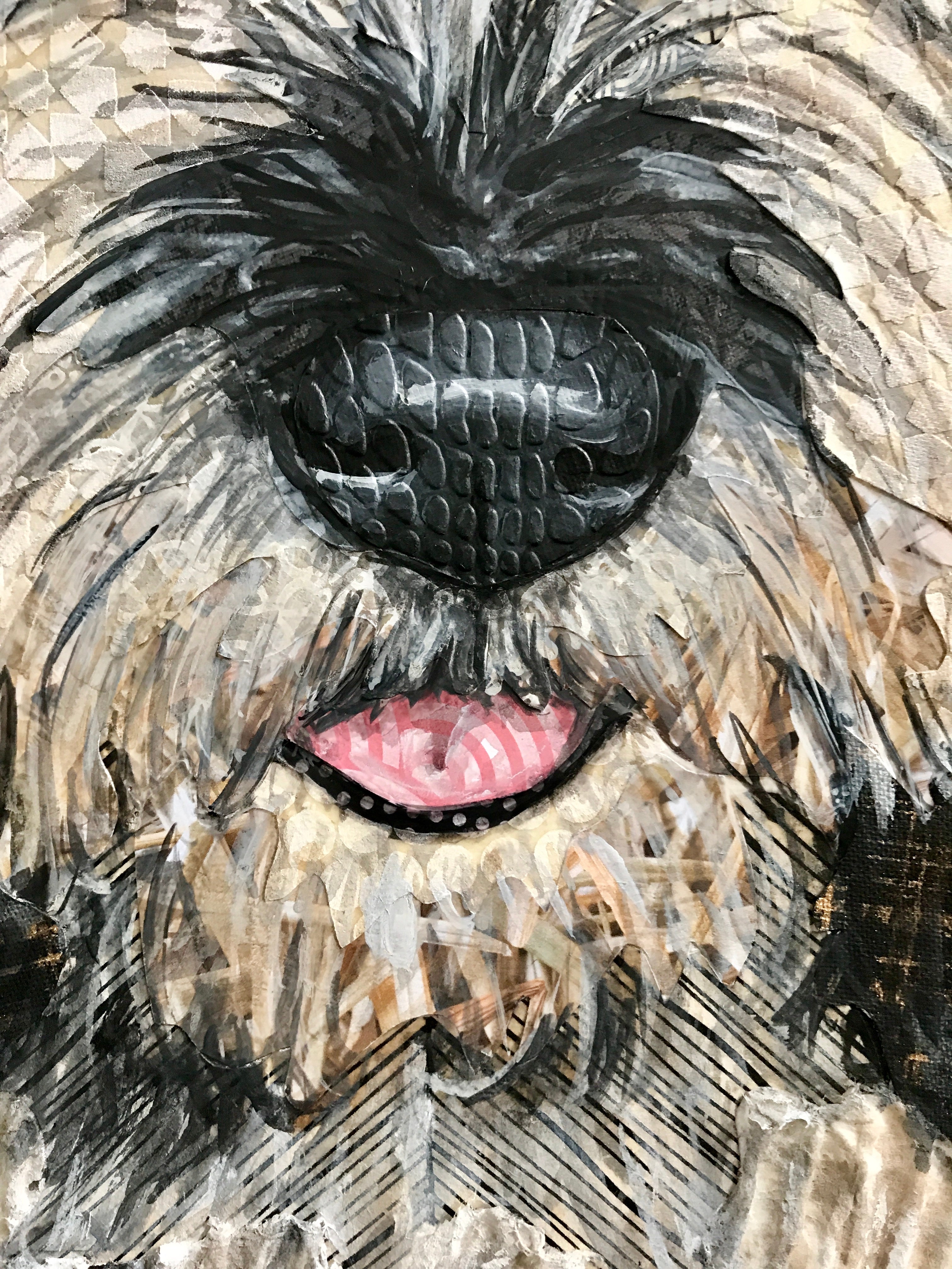 Peyton - PBGV