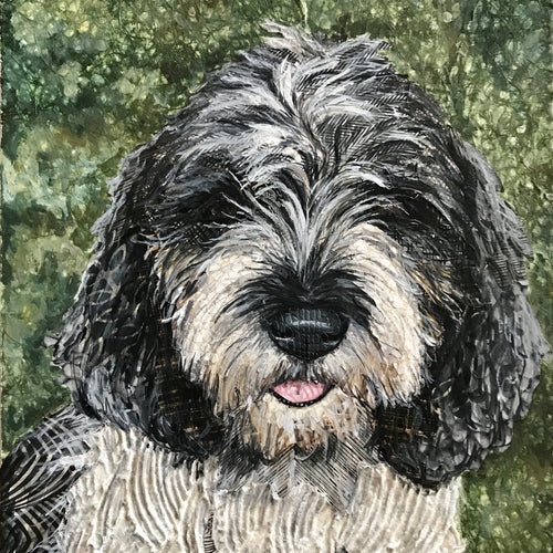Peyton - PBGV
