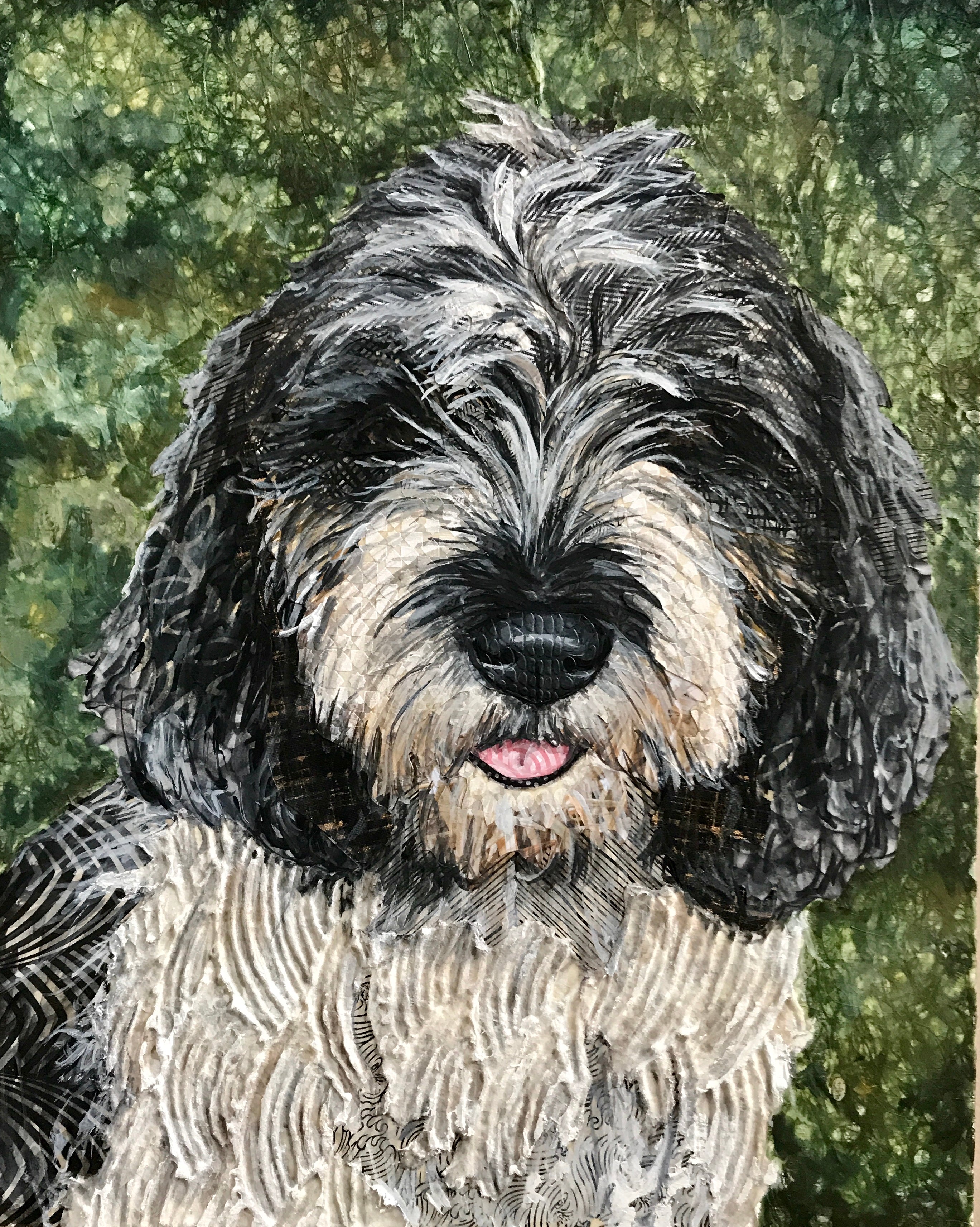 Peyton - PBGV