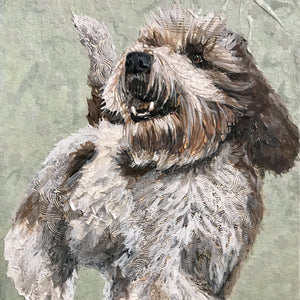 Fairchild - PBGV