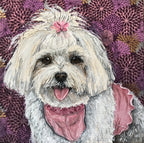 Tina - Maltese