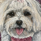 Tina - Maltese