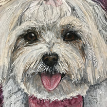 Tina - Maltese