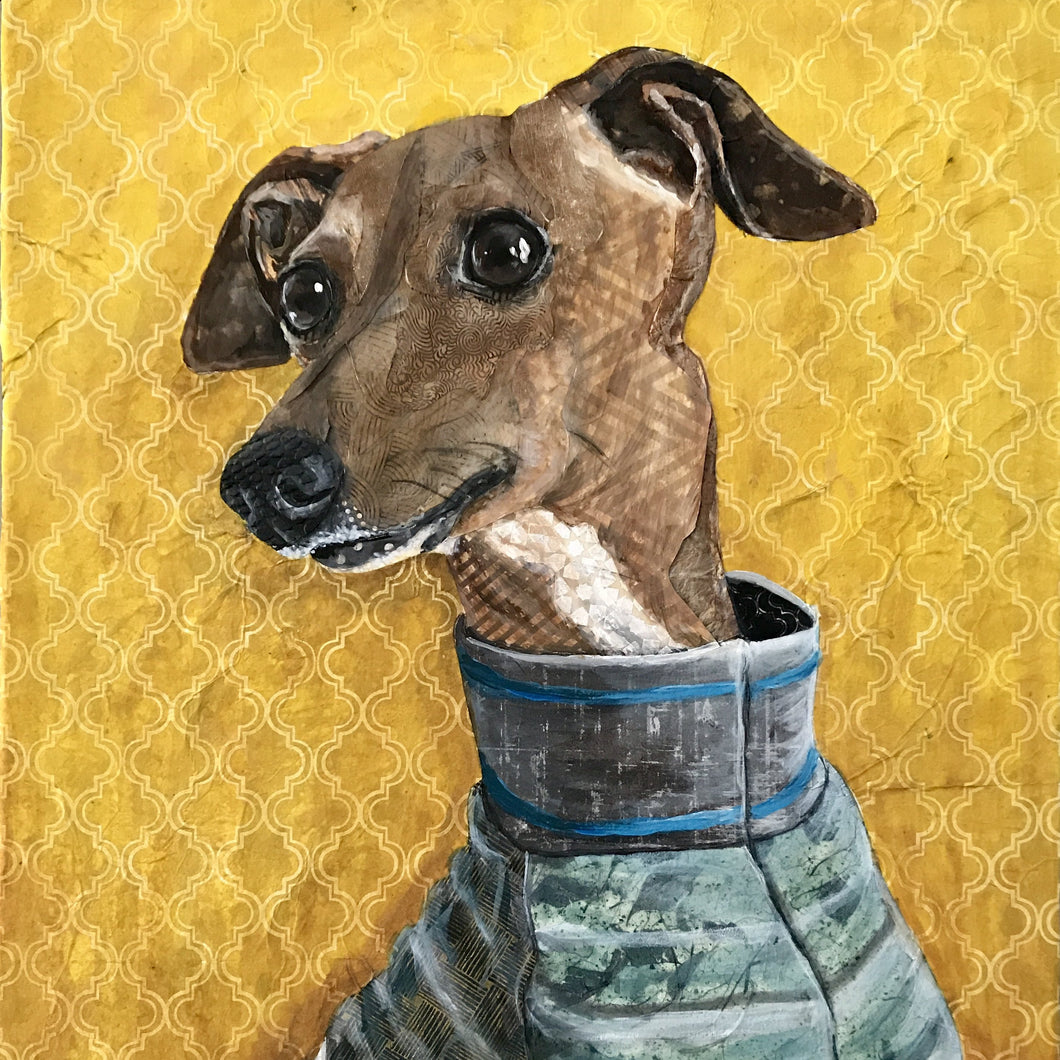 Moose - Italian Greyhound