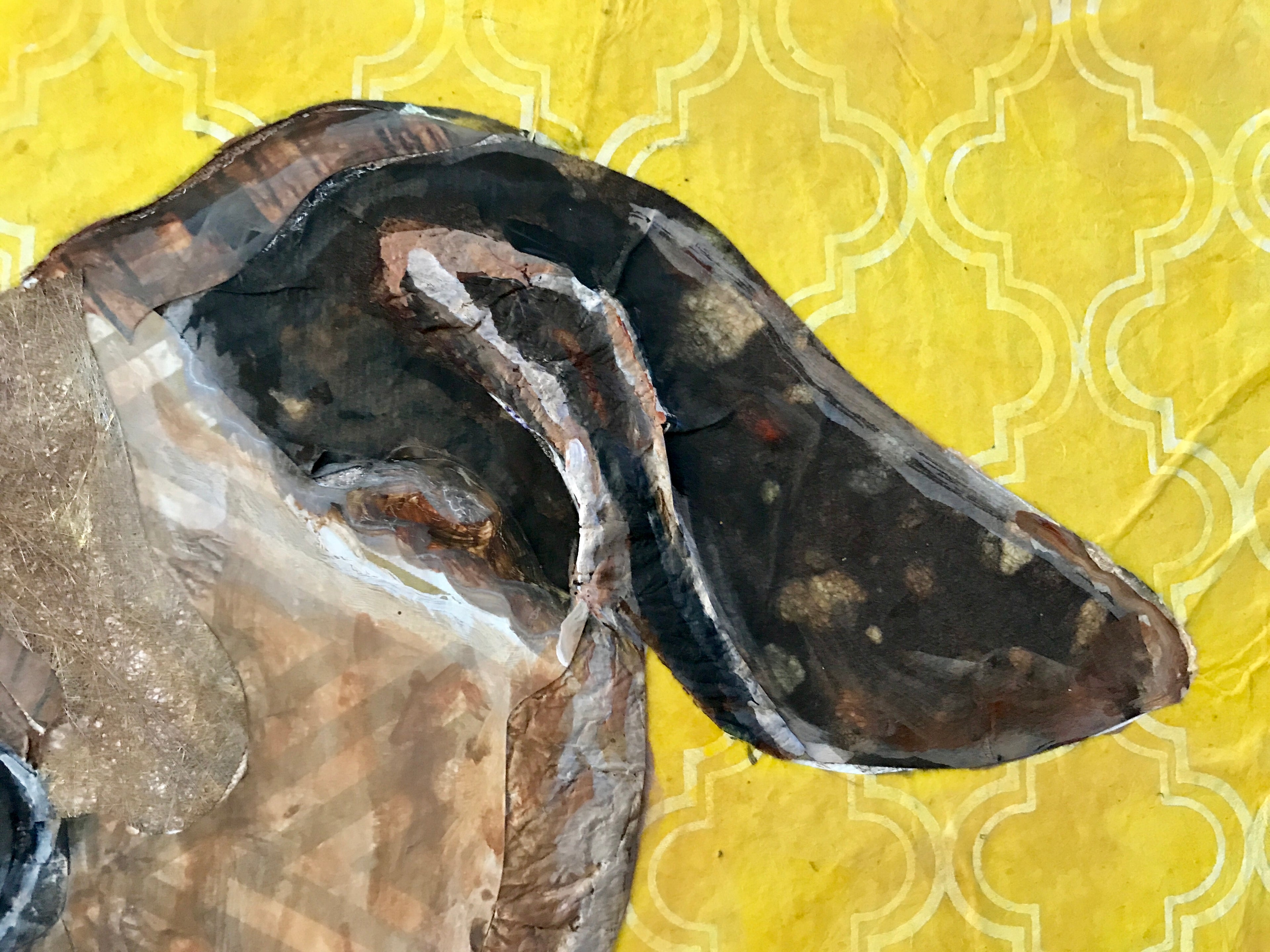 Moose - Italian Greyhound