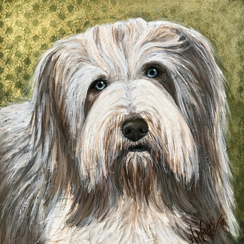Woody -  Bearded Collie