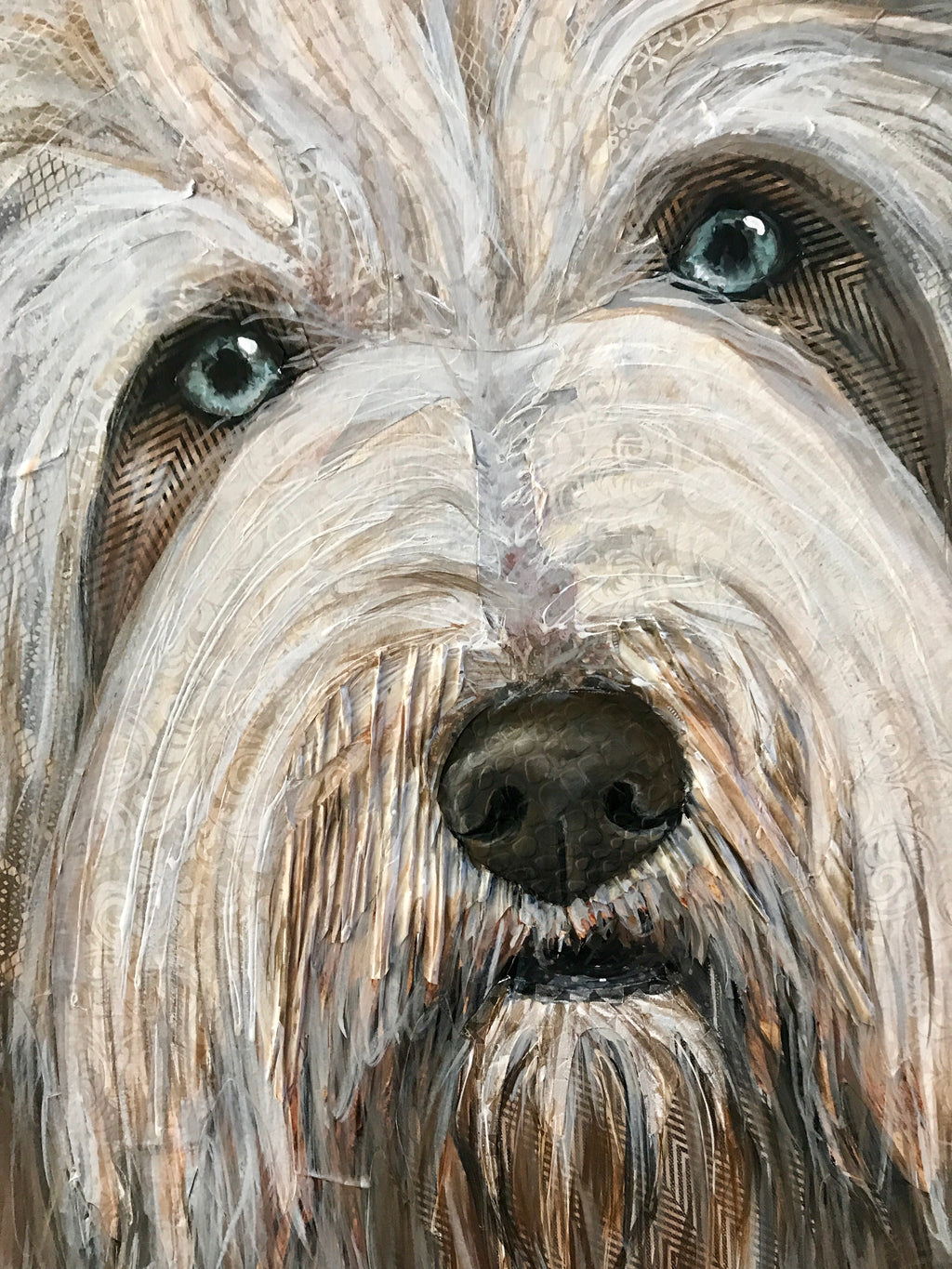 Woody -  Bearded Collie