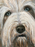 Woody -  Bearded Collie