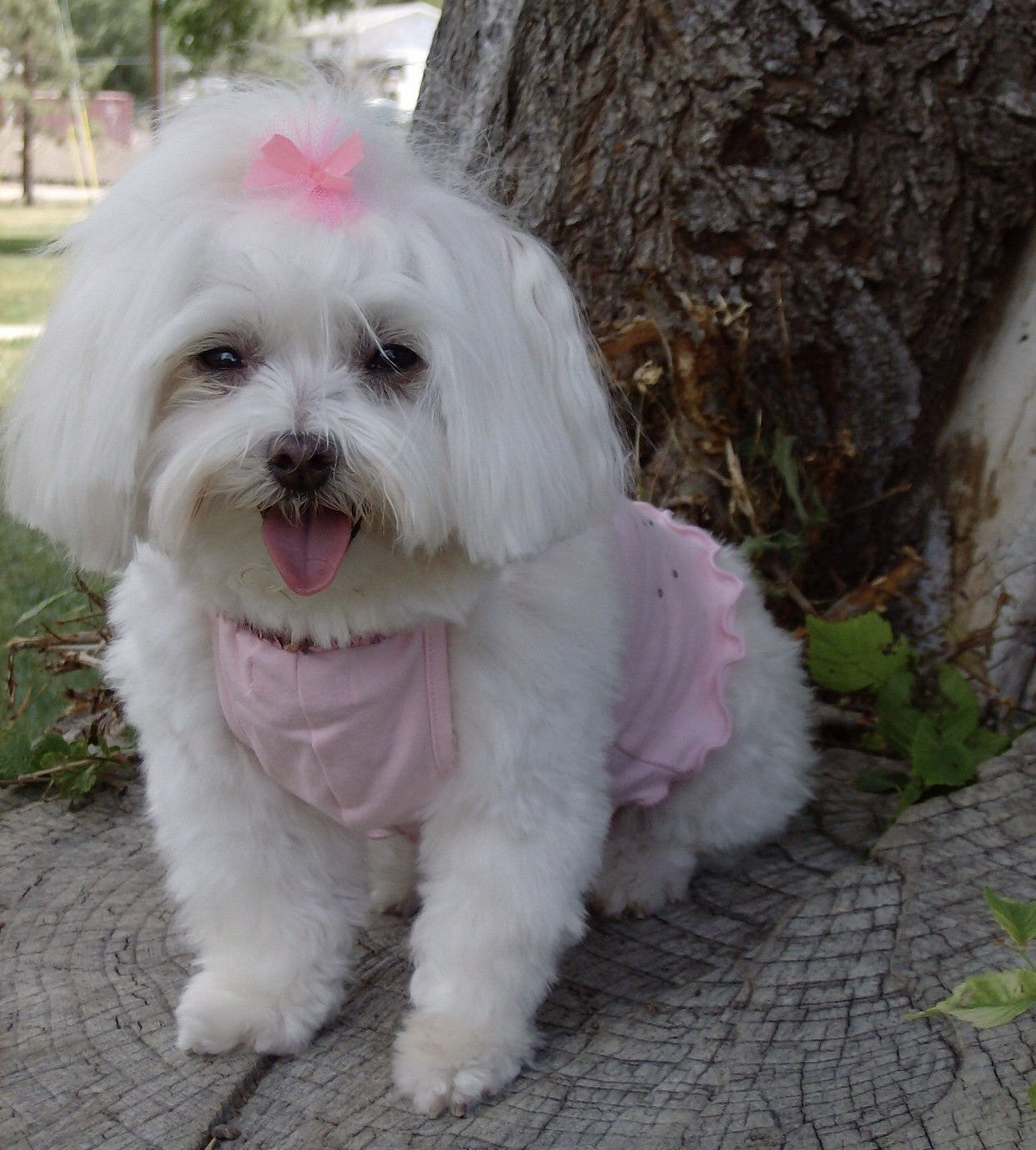 Tina - Maltese