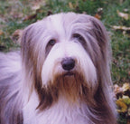 Woody -  Bearded Collie
