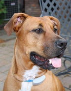 Trooper - Rhodesian Ridgeback