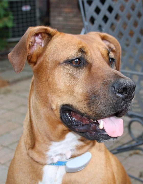Trooper - Rhodesian Ridgeback