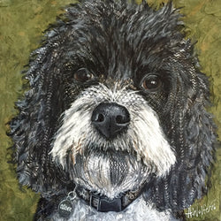 Oscar - Poodle Mix