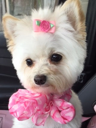 Bubbles - Chihuahua Mix