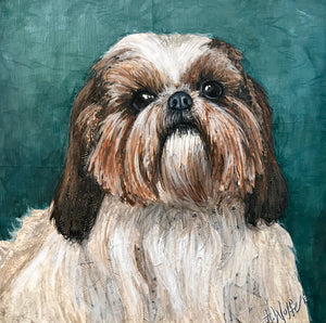 Grace - Shih Tzu