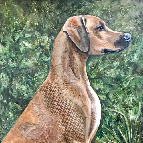Liberty - Rhodesian Ridgeback