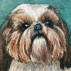 Grace - Shih Tzu